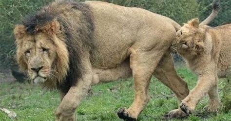 lionesses biting balls|do lionesses bite lions balls.